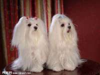 丹东市振兴区派特生物皮肤病研究所