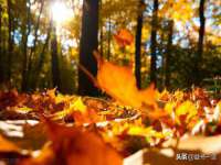 丹东市振兴区派特生物皮肤病研究所