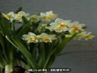 丹东市振兴区派特生物皮肤病研究所