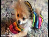 丹东市振兴区派特生物皮肤病研究所