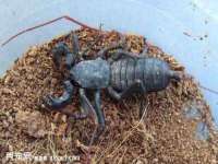 丹东市振兴区派特生物皮肤病研究所